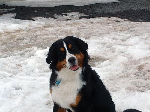 https://images.dog.ceo/breeds/mountain-bernese/n02107683_6999.jpg