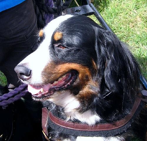 https://images.dog.ceo/breeds/mountain-bernese/n02107683_705.jpg