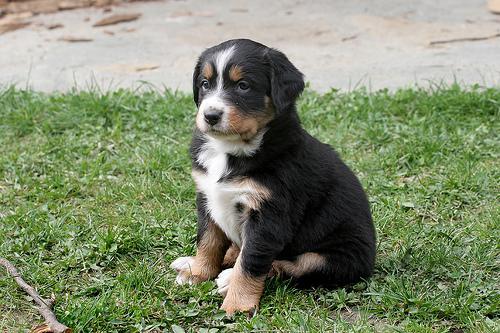 https://images.dog.ceo/breeds/mountain-bernese/n02107683_71.jpg