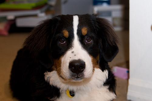 https://images.dog.ceo/breeds/mountain-bernese/n02107683_7183.jpg