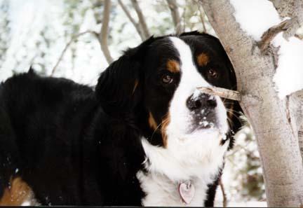 https://images.dog.ceo/breeds/mountain-bernese/n02107683_7202.jpg