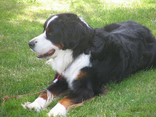 https://images.dog.ceo/breeds/mountain-bernese/n02107683_825.jpg