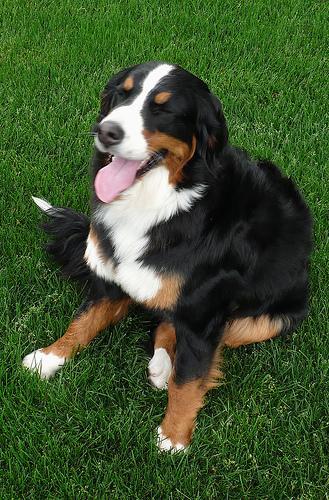 https://images.dog.ceo/breeds/mountain-bernese/n02107683_906.jpg