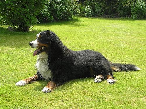 https://images.dog.ceo/breeds/mountain-bernese/n02107683_997.jpg