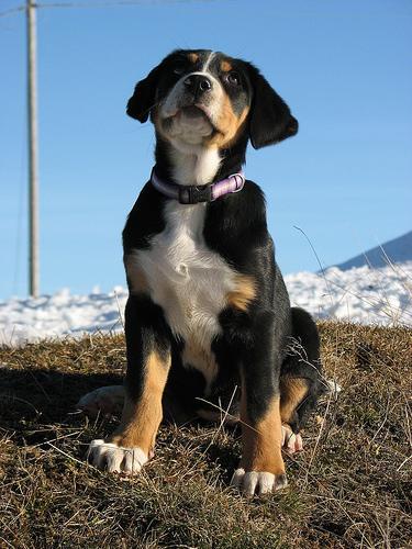 https://images.dog.ceo/breeds/mountain-swiss/n02107574_266.jpg