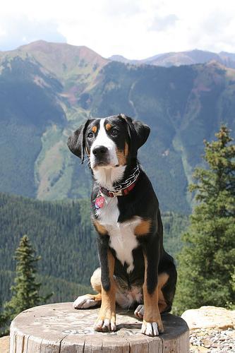 https://images.dog.ceo/breeds/mountain-swiss/n02107574_2665.jpg