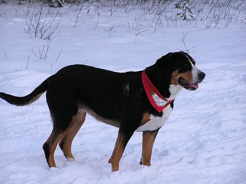 https://images.dog.ceo/breeds/mountain-swiss/n02107574_298.jpg