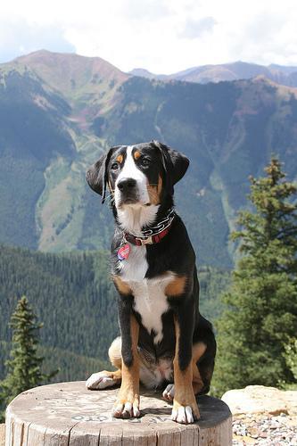 https://images.dog.ceo/breeds/mountain-swiss/n02107574_322.jpg