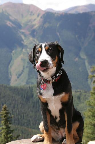 https://images.dog.ceo/breeds/mountain-swiss/n02107574_402.jpg