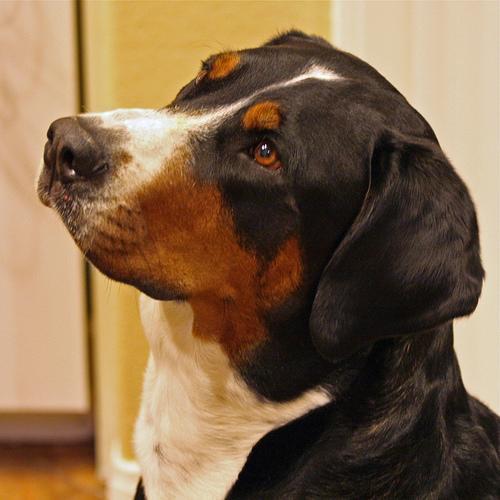 https://images.dog.ceo/breeds/mountain-swiss/n02107574_417.jpg