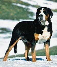 https://images.dog.ceo/breeds/mountain-swiss/n02107574_986.jpg