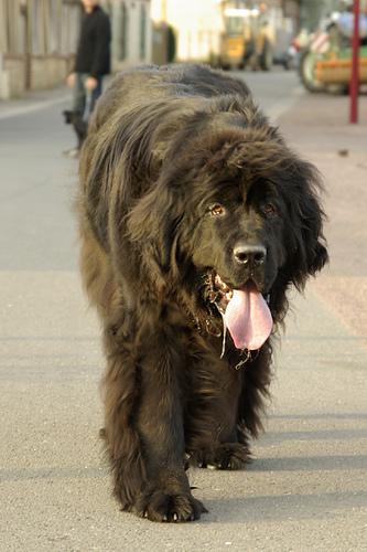 https://images.dog.ceo/breeds/newfoundland/n02111277_10160.jpg