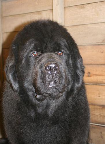 https://images.dog.ceo/breeds/newfoundland/n02111277_10333.jpg