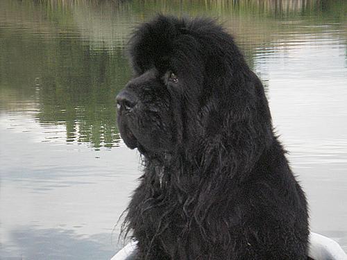 https://images.dog.ceo/breeds/newfoundland/n02111277_1040.jpg