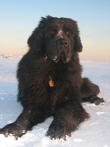 https://images.dog.ceo/breeds/newfoundland/n02111277_10573.jpg