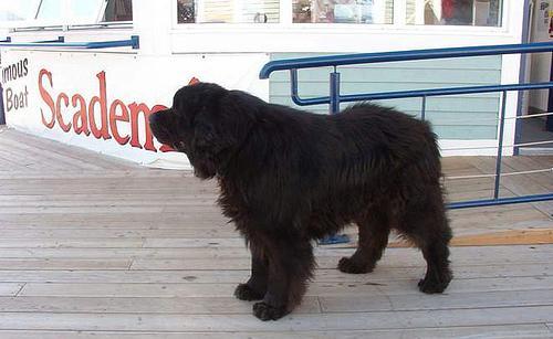 https://images.dog.ceo/breeds/newfoundland/n02111277_10769.jpg