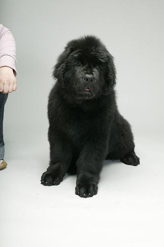 https://images.dog.ceo/breeds/newfoundland/n02111277_11530.jpg