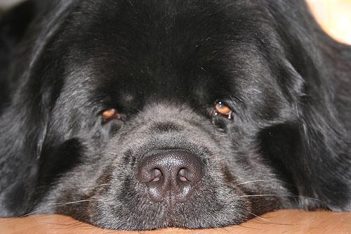 https://images.dog.ceo/breeds/newfoundland/n02111277_1179.jpg