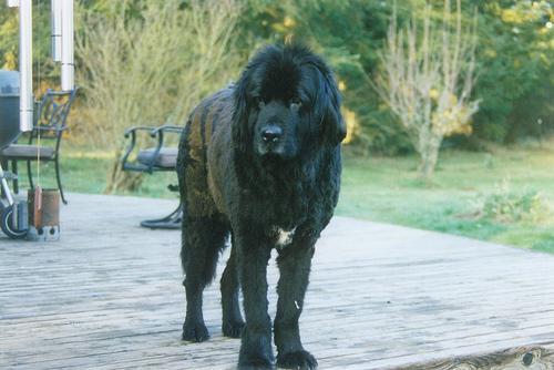 https://images.dog.ceo/breeds/newfoundland/n02111277_11806.jpg