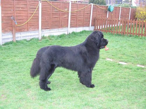 https://images.dog.ceo/breeds/newfoundland/n02111277_1193.jpg