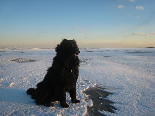 https://images.dog.ceo/breeds/newfoundland/n02111277_11934.jpg