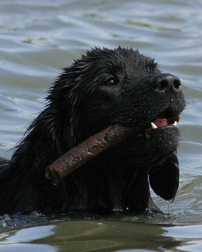 https://images.dog.ceo/breeds/newfoundland/n02111277_120.jpg