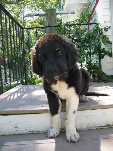 https://images.dog.ceo/breeds/newfoundland/n02111277_12381.jpg