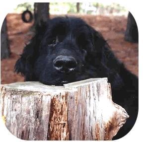 https://images.dog.ceo/breeds/newfoundland/n02111277_1288.jpg