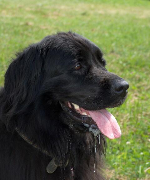 https://images.dog.ceo/breeds/newfoundland/n02111277_13435.jpg