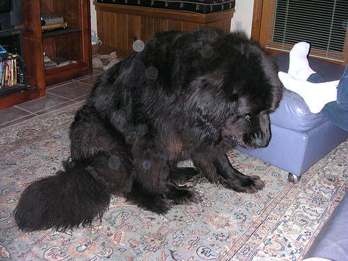 https://images.dog.ceo/breeds/newfoundland/n02111277_13537.jpg