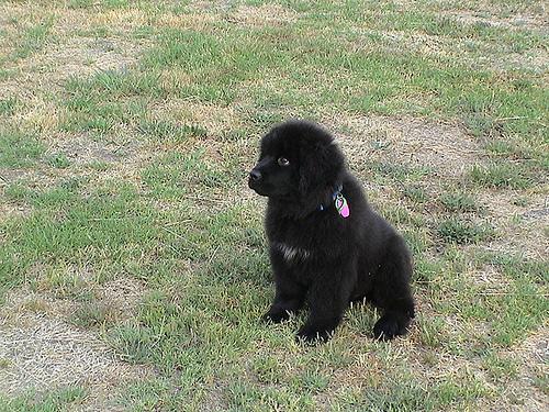 https://images.dog.ceo/breeds/newfoundland/n02111277_13670.jpg