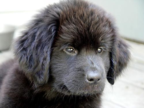 https://images.dog.ceo/breeds/newfoundland/n02111277_1372.jpg