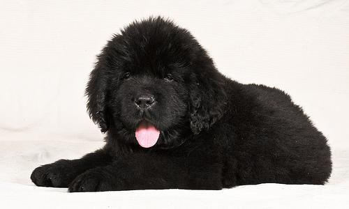 https://images.dog.ceo/breeds/newfoundland/n02111277_13728.jpg