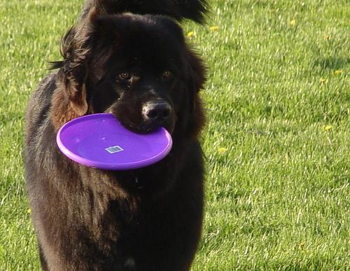 https://images.dog.ceo/breeds/newfoundland/n02111277_1470.jpg