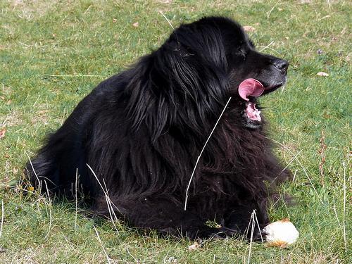 https://images.dog.ceo/breeds/newfoundland/n02111277_1572.jpg