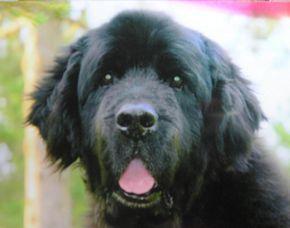 https://images.dog.ceo/breeds/newfoundland/n02111277_160.jpg