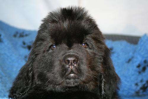 https://images.dog.ceo/breeds/newfoundland/n02111277_1818.jpg