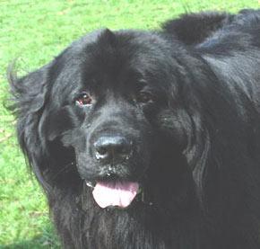 https://images.dog.ceo/breeds/newfoundland/n02111277_2135.jpg