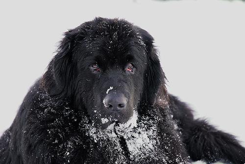 https://images.dog.ceo/breeds/newfoundland/n02111277_2396.jpg