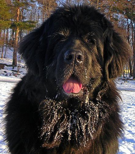 https://images.dog.ceo/breeds/newfoundland/n02111277_2405.jpg