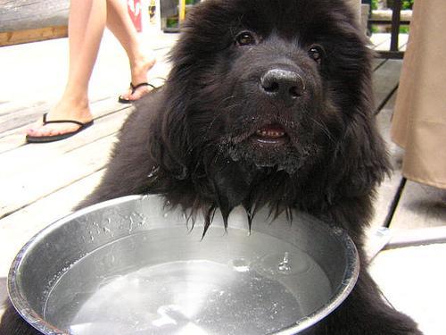 https://images.dog.ceo/breeds/newfoundland/n02111277_2451.jpg