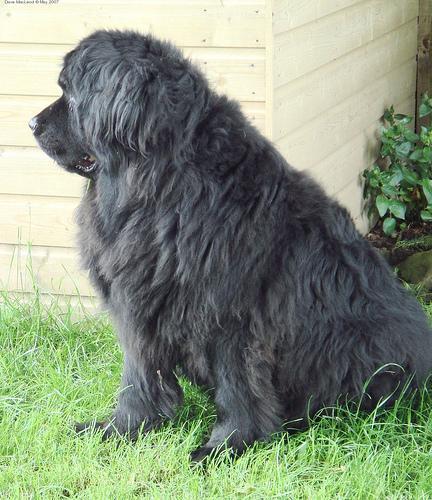 https://images.dog.ceo/breeds/newfoundland/n02111277_2636.jpg