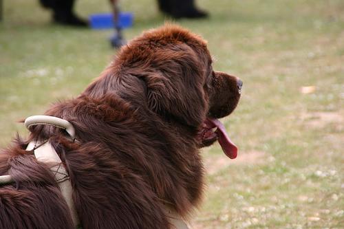 https://images.dog.ceo/breeds/newfoundland/n02111277_2705.jpg