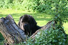 https://images.dog.ceo/breeds/newfoundland/n02111277_2731.jpg