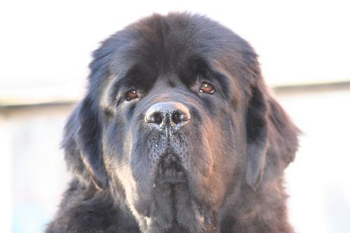 https://images.dog.ceo/breeds/newfoundland/n02111277_2807.jpg