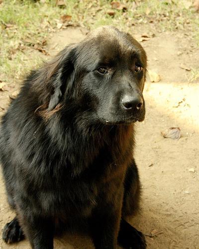 https://images.dog.ceo/breeds/newfoundland/n02111277_2822.jpg