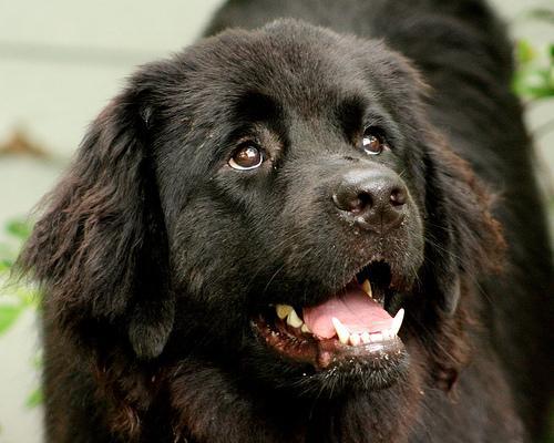 https://images.dog.ceo/breeds/newfoundland/n02111277_2865.jpg