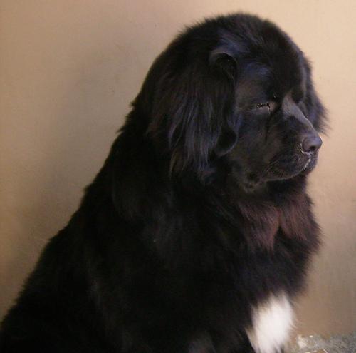 https://images.dog.ceo/breeds/newfoundland/n02111277_2866.jpg