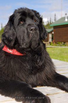 https://images.dog.ceo/breeds/newfoundland/n02111277_3153.jpg