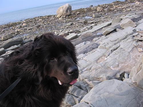 https://images.dog.ceo/breeds/newfoundland/n02111277_3165.jpg